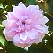 Vintage Rose Blooming Rose flower