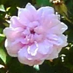 vintage rose variety
