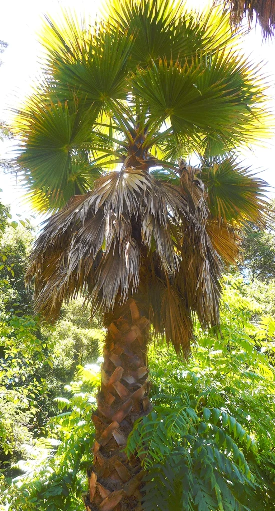 tree in garden