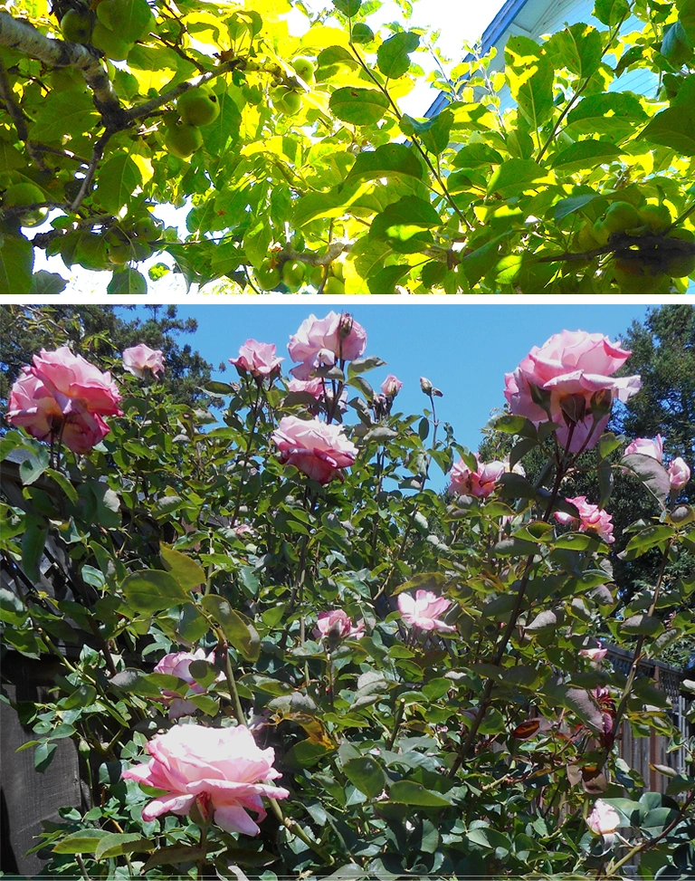 Roses and Apples