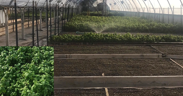 Basil Plants commercially grown at Fresh Green Organic Farm in Oregon Growing Basil
