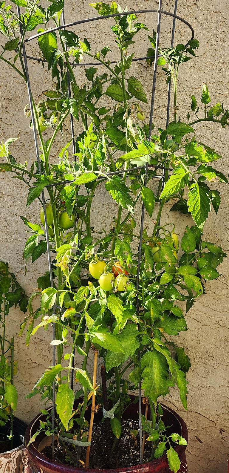 Healthy Fruiting Plants with Full Green Leaves and Strong Healthy Stalks Tomato trial plant