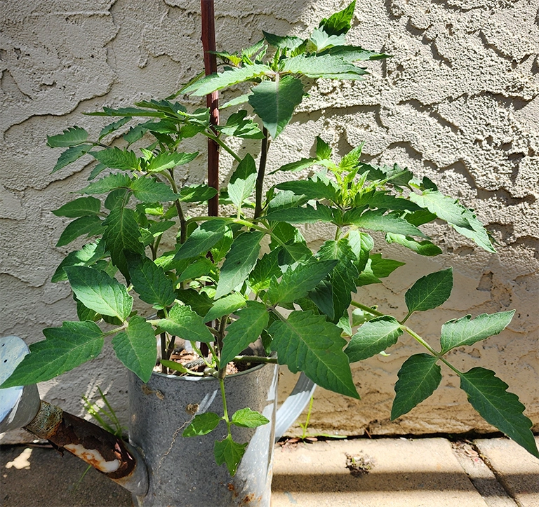 Very Healthy Plants in 8 Weeks Trial Tomato plant