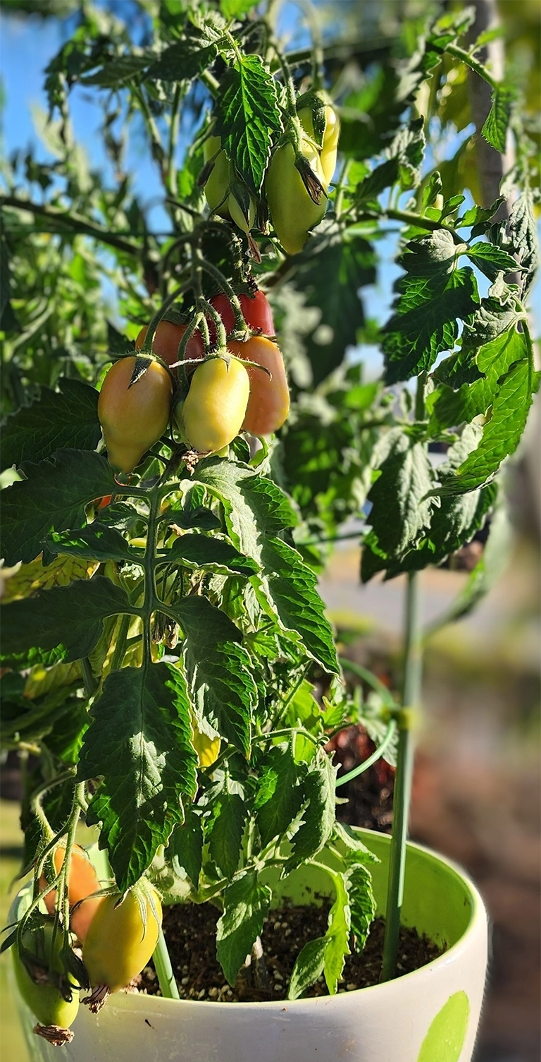 Thriving, Growing, Fruiting Tomato Plants Tomato trial plant