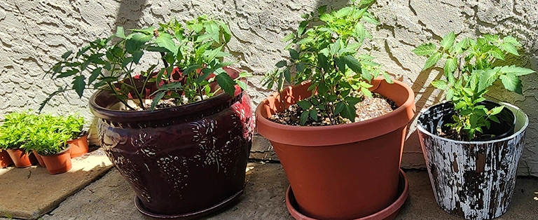 Thriving Tomato Plants in Less Than One Month Thriving tomato plants