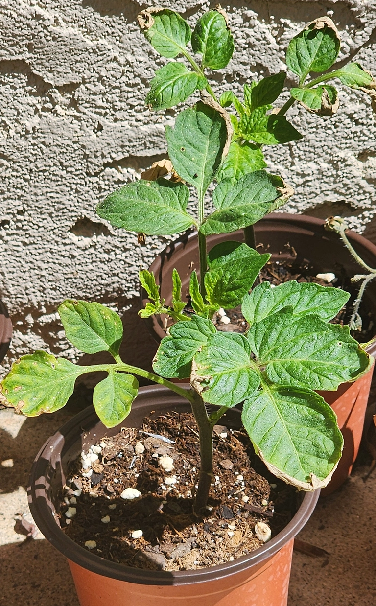 Solid Growth After 6 Weeks Trial tomato plant