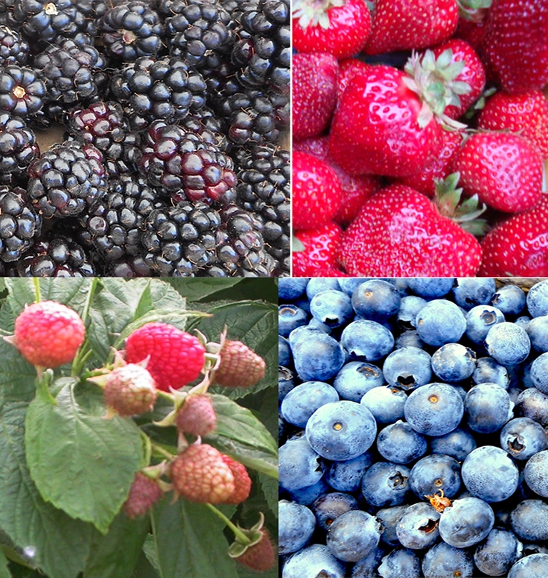 Raspberries & Blueberries Berries