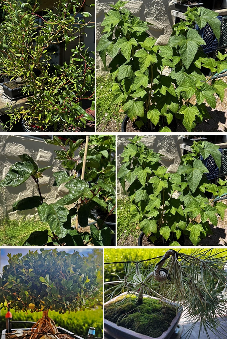 Annie's Flower & Vegetable Garden Tree Bush Collage