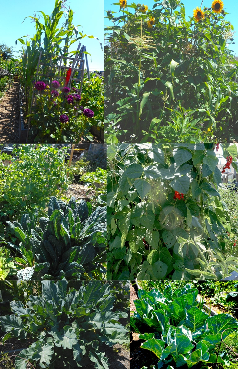 Grange crops