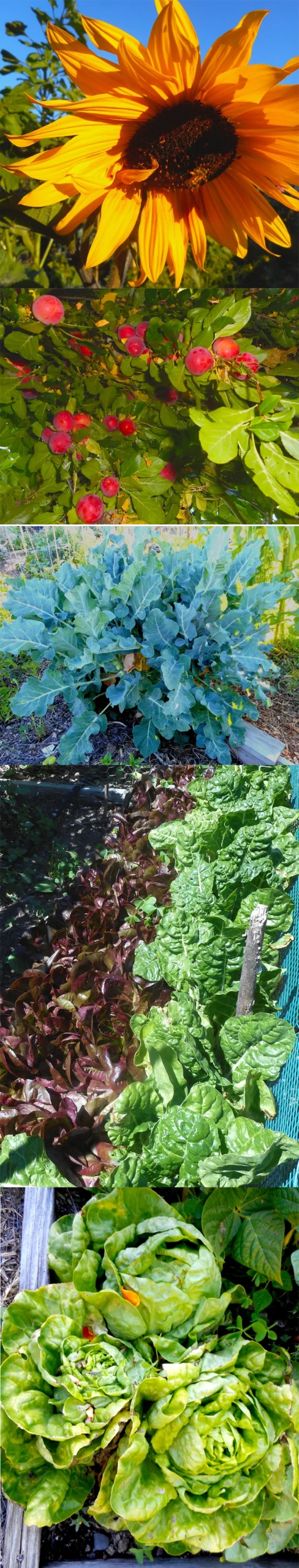 Live Oak Grange Garden Photo series# 3 Grange crops
