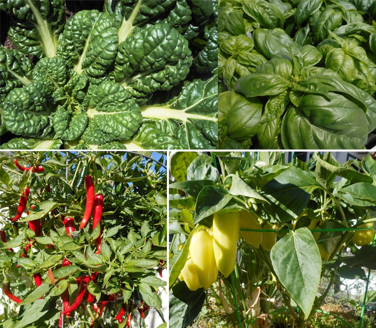 Garden produce