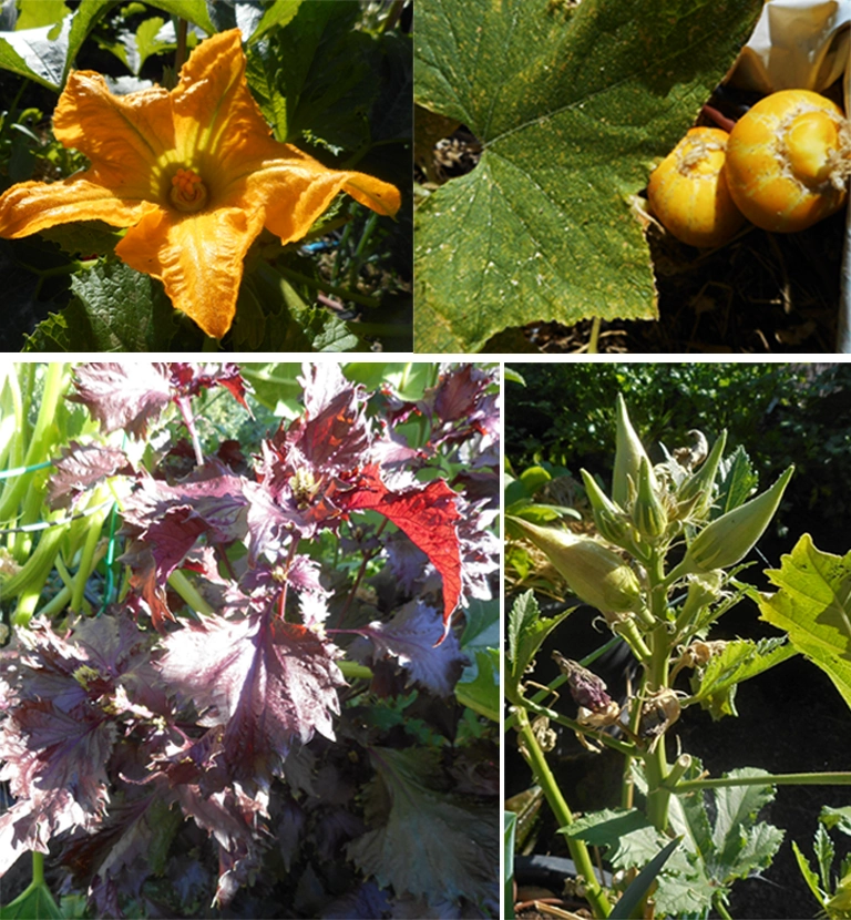 garden produce