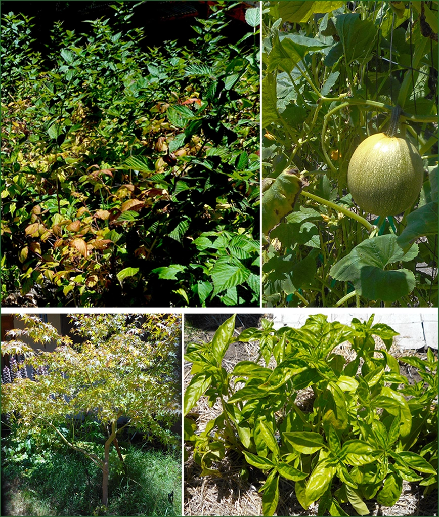 Farm produce