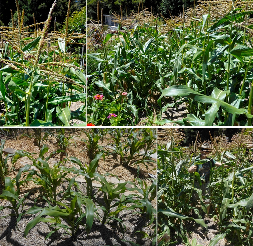 Farm-grown corn
