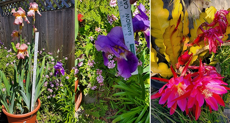 flowers in garden
