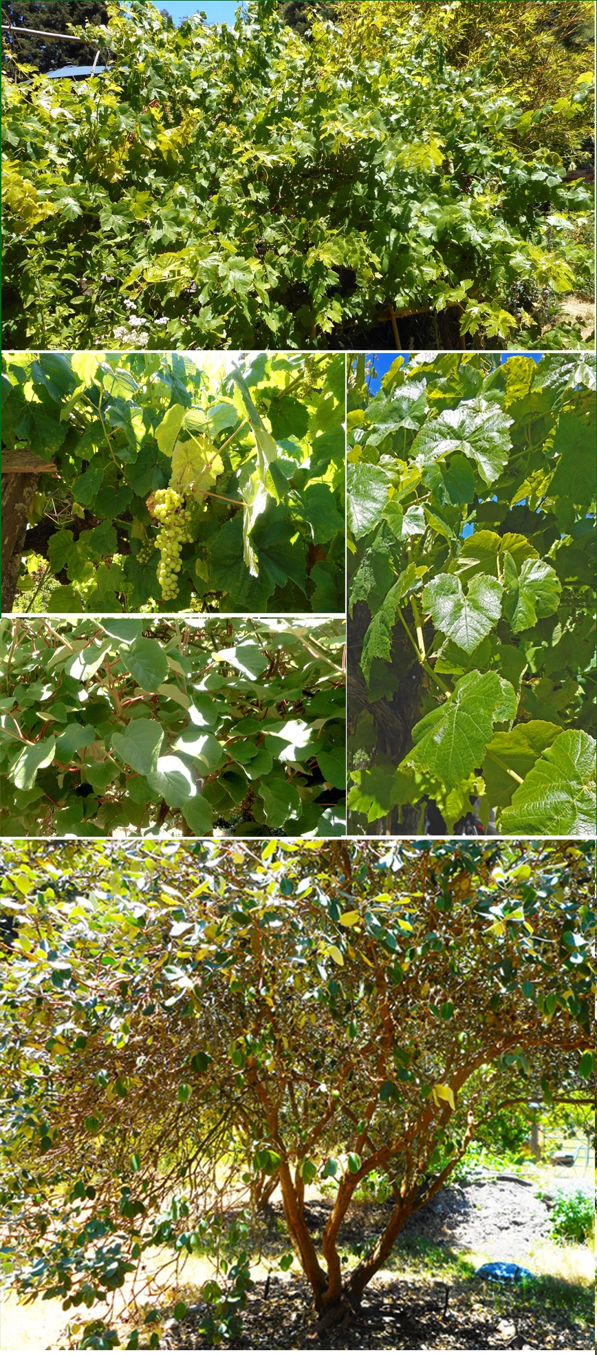 Grapes and Guavas