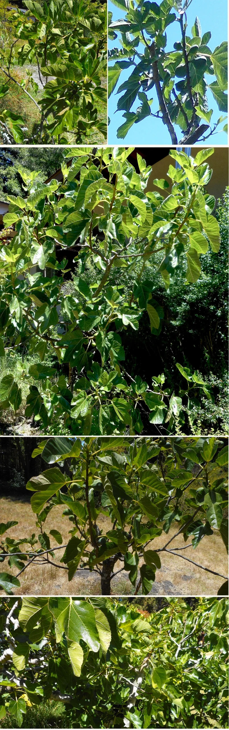 Figs on the farm