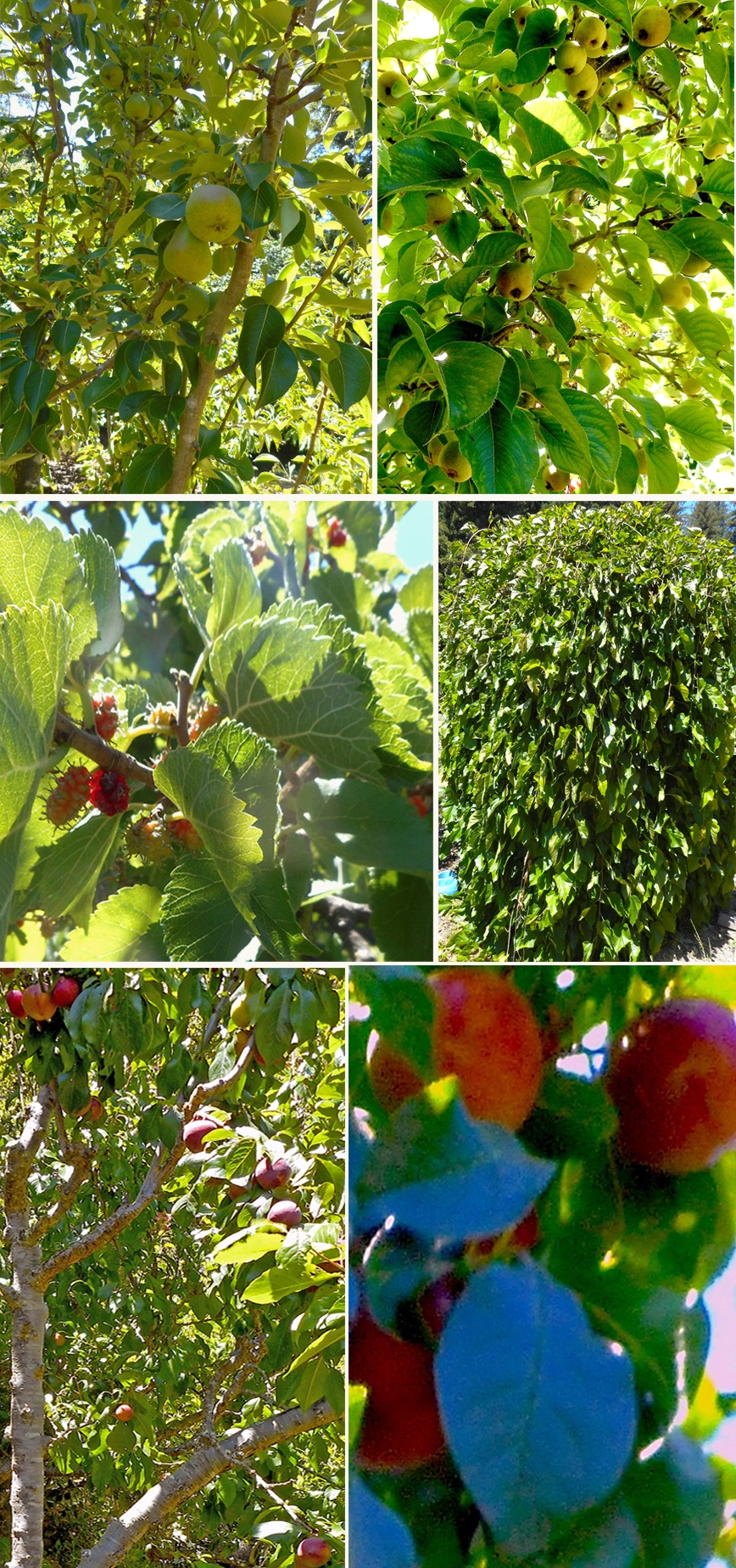 Farm produce