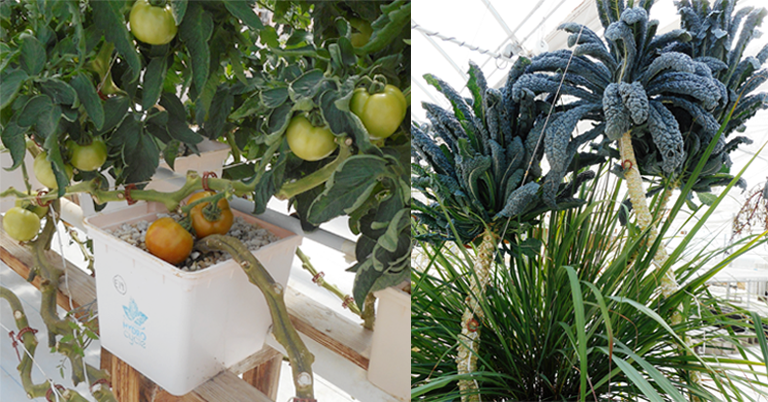 Experiment plants