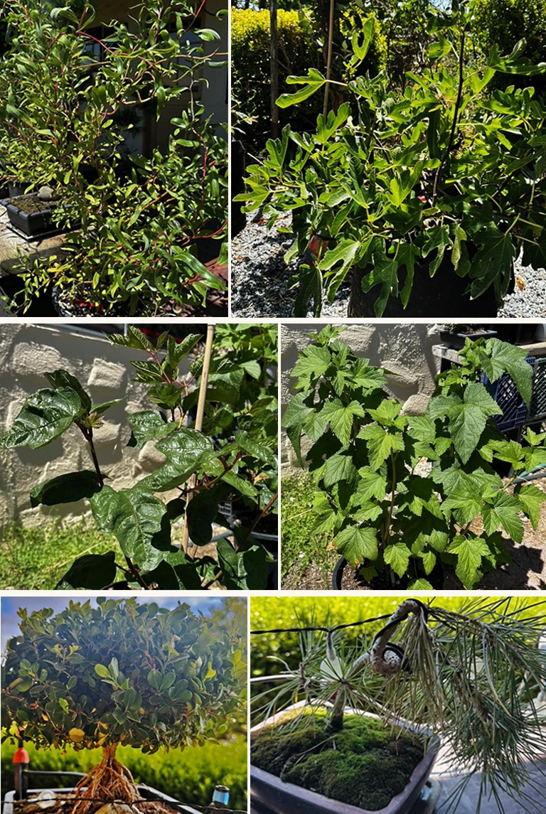 Annie's Flower & Vegetable Garden Garden plants