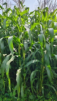 corn crop