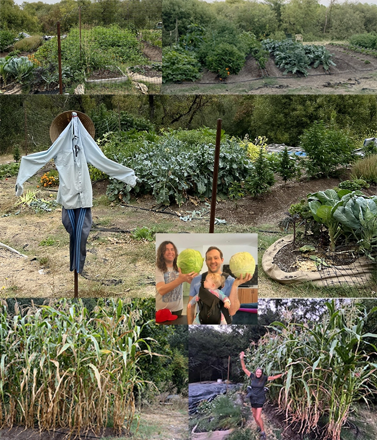Timber Hill Farms plants, Sebastpol Farm Crops