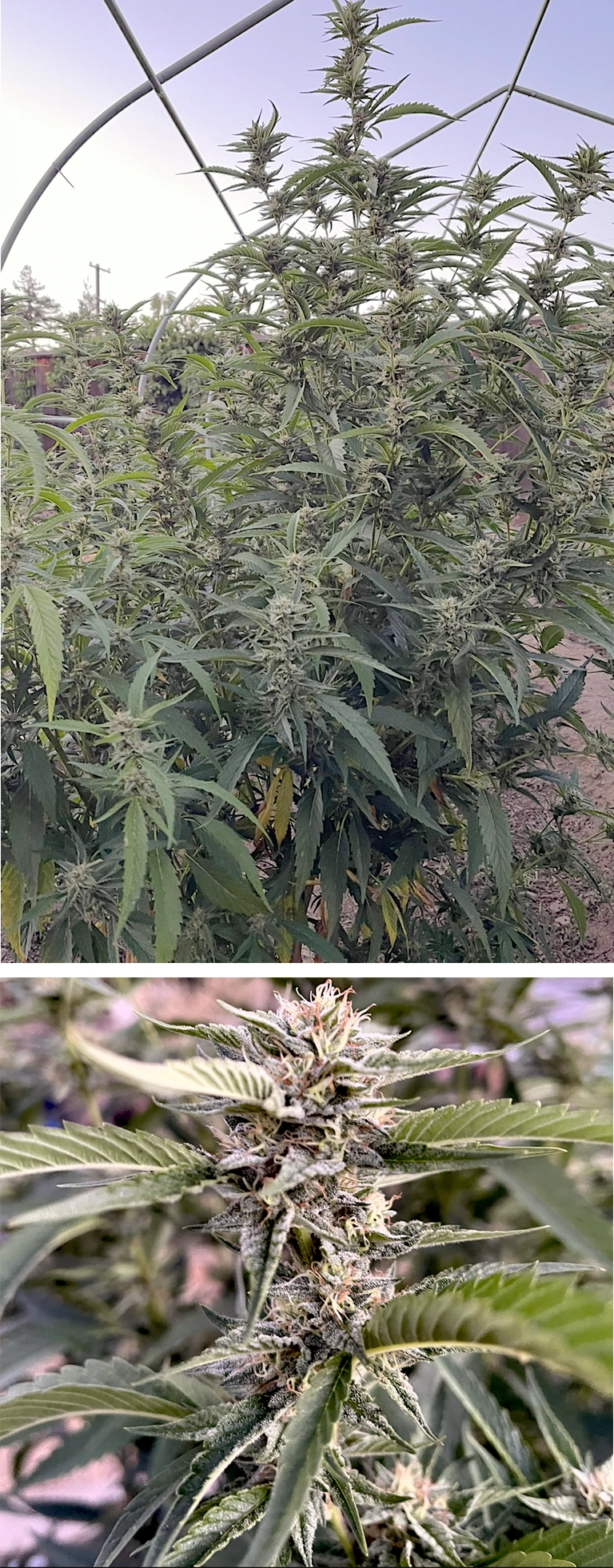 Medicinal cannabis plants grown in Santa Cruz County, CA Cannabis plants