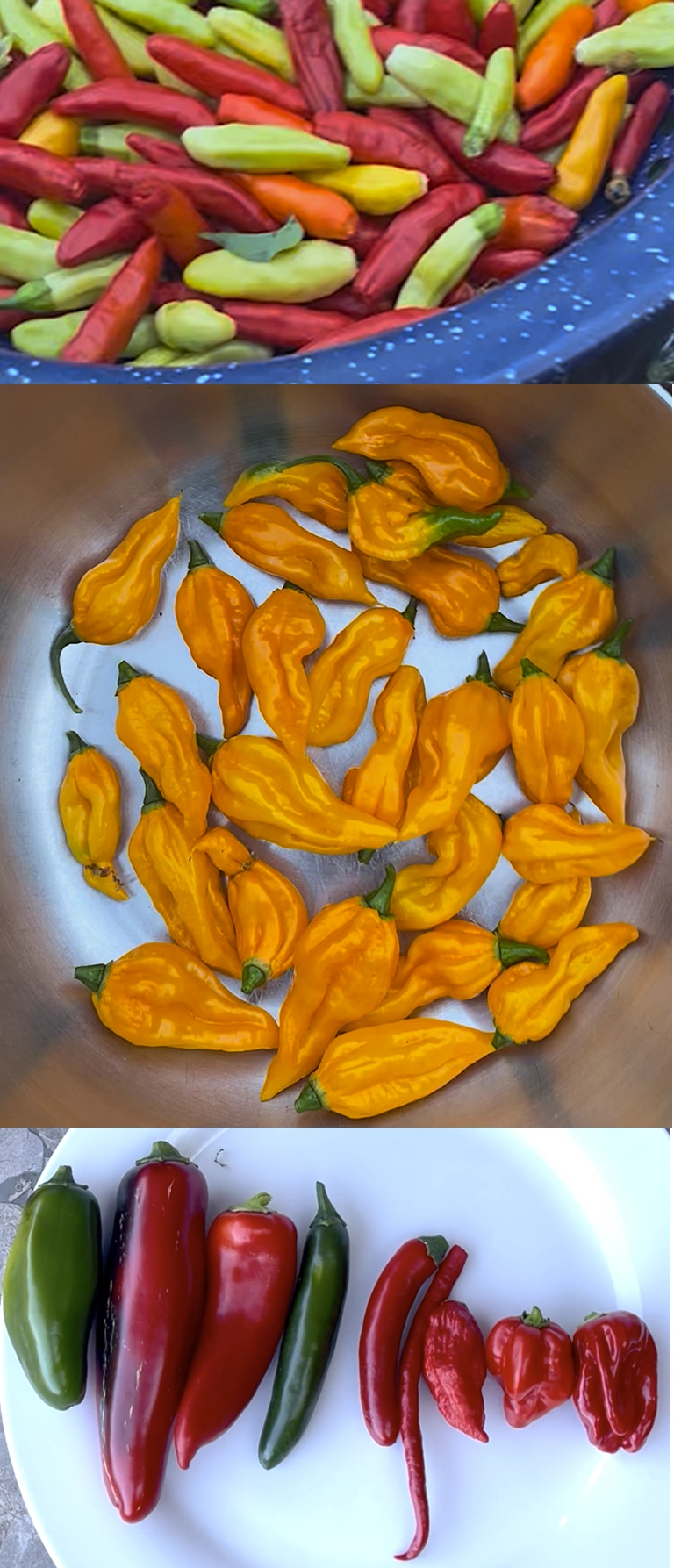 Kyle's Variety of Peppers pepper varieties