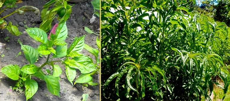 Farm crops