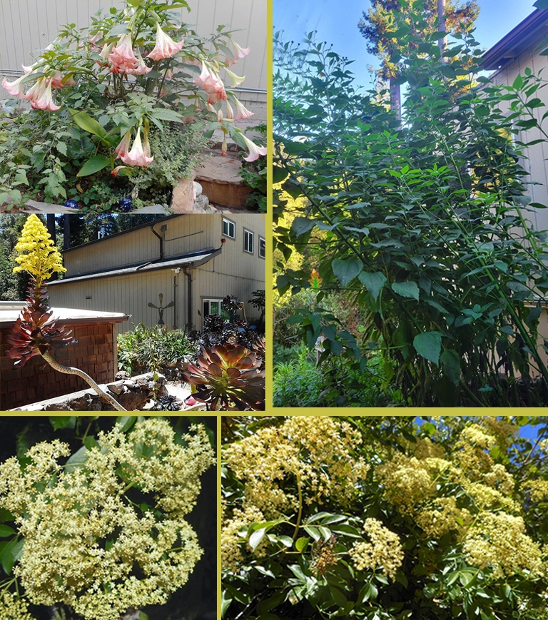Flora in Paul's Garden Home garden plants