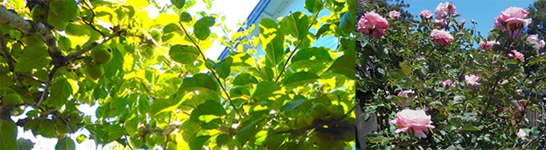 garden plants