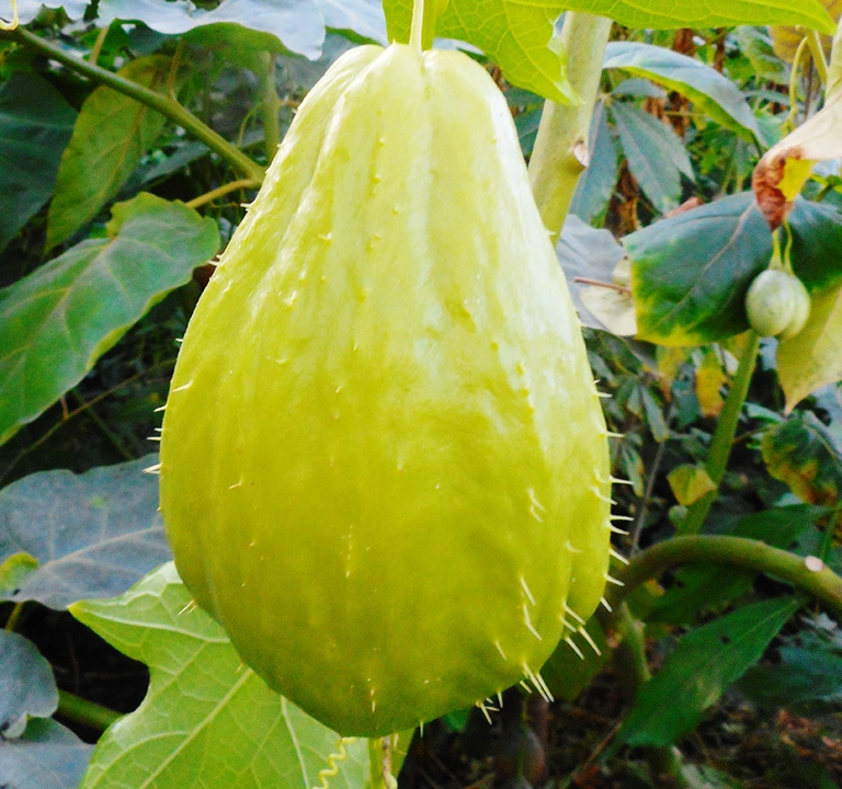 Chayote Grown in Watsonville, CA Chayote fruit