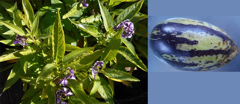 Pepino Melón, Freedom, CA Pepino melons