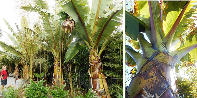 Banana Trees from a Distance and Close Up large banana rree