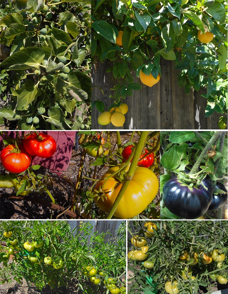 Tomatoes & Fruit trees Thriving home garden