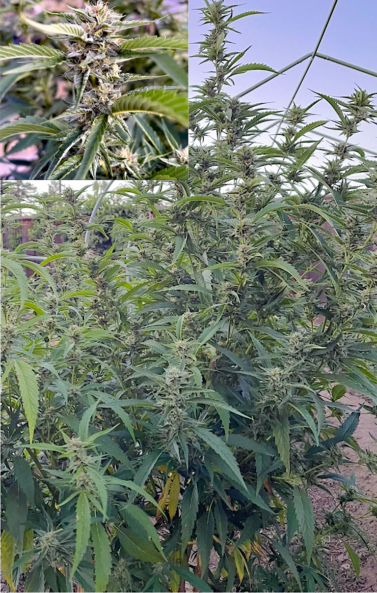 Medicinal cannabis plants grown in Santa Cruz County, CA Cannabis plants