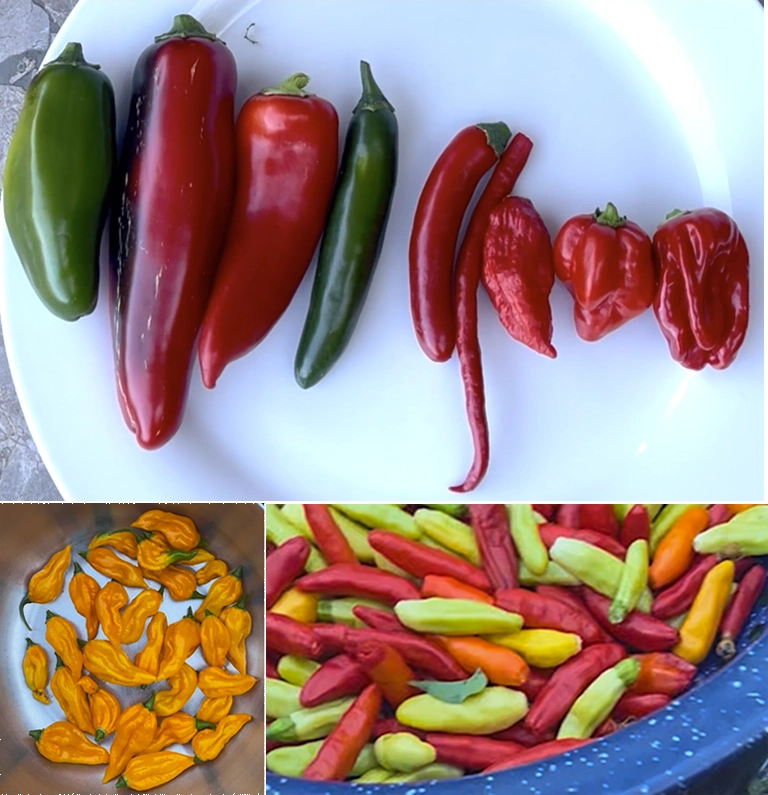 Kyle's Variety of Peppers Assortment of peppers