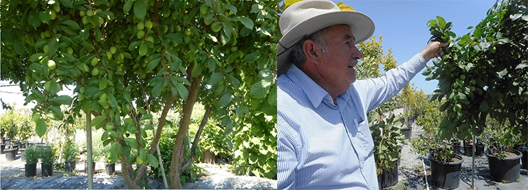 Capulin Tree and Pablo at Capulin Nursery Capulin trees