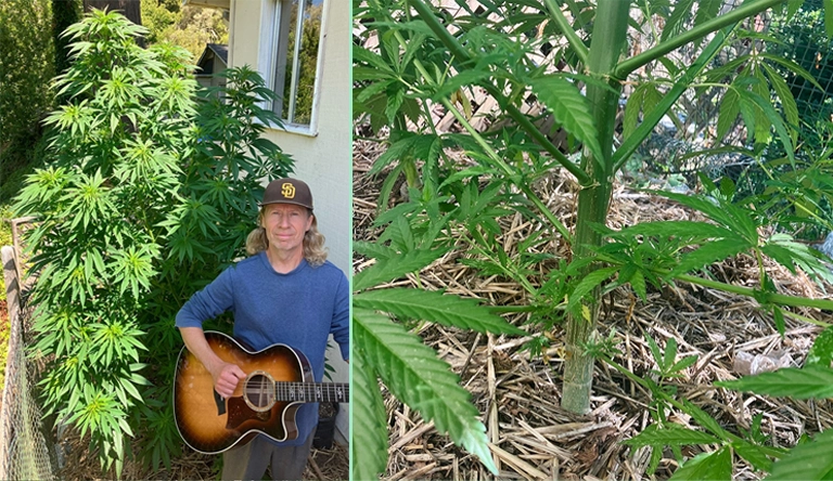 Santa Cruz Cannabis plants cannabis plants