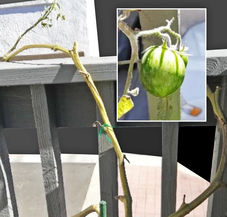 "Frankenstein" tomato plant bears fruit a second year! 2 year tomato plant