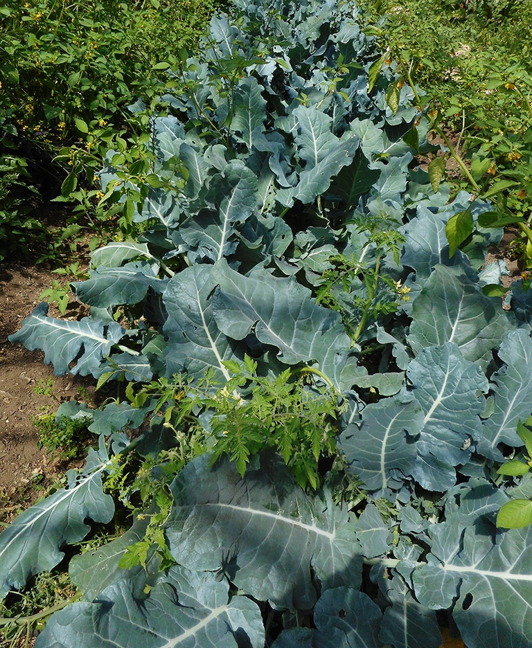 Kale plant