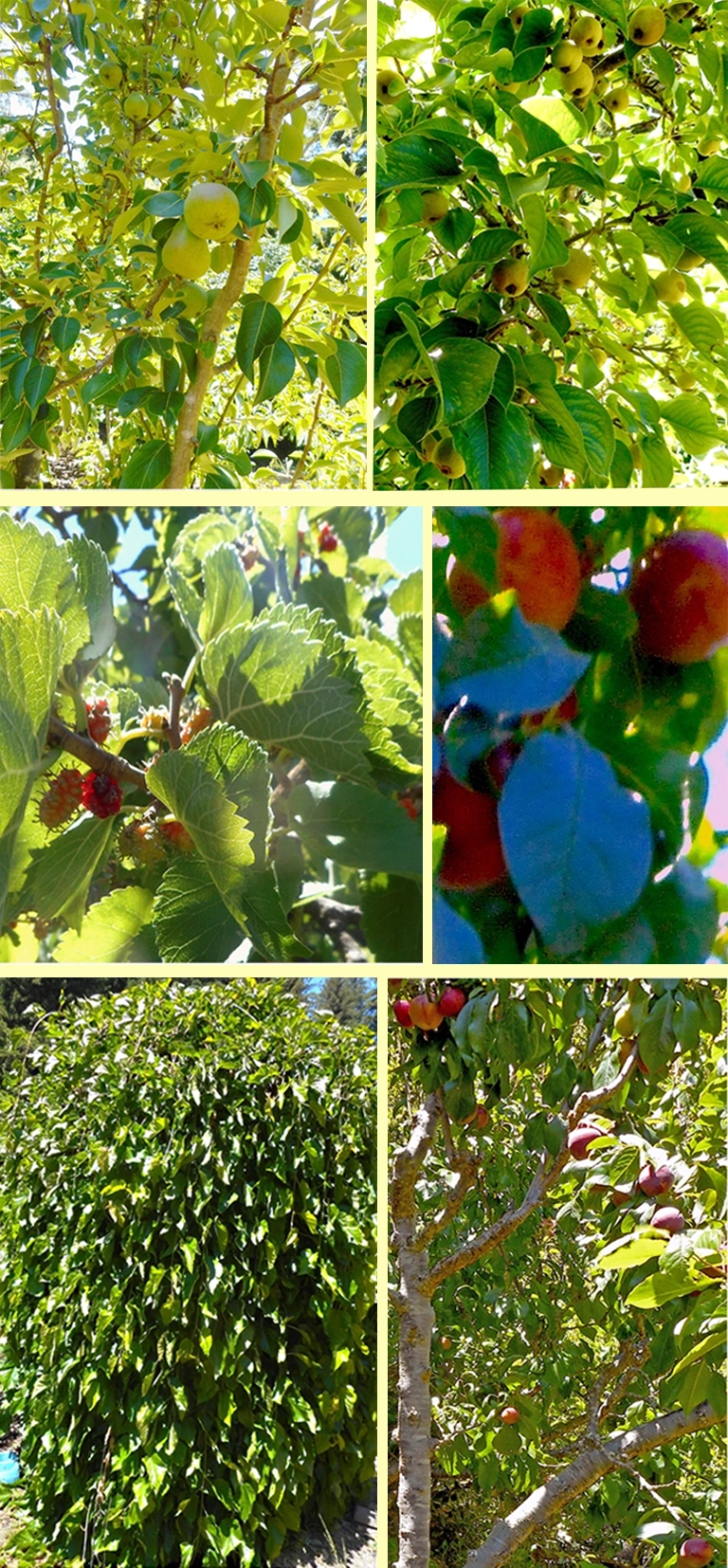 Fruit trees