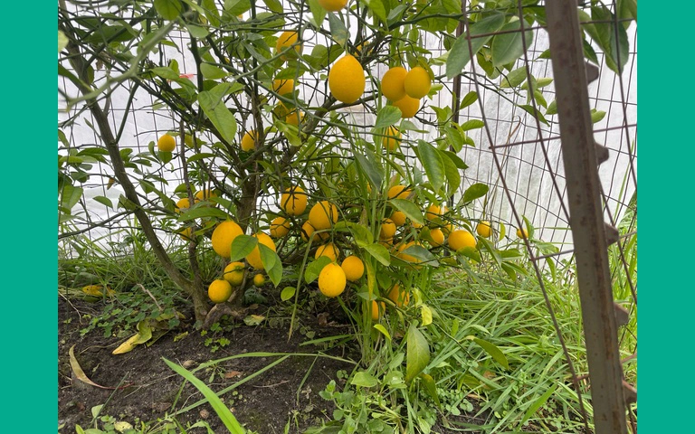Lemons on tree