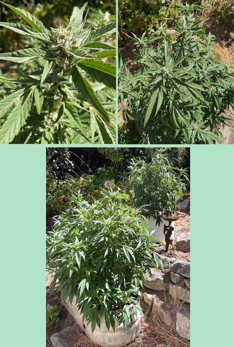 Cannabis plants
