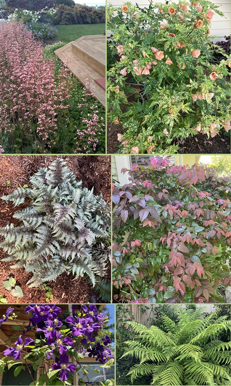 Cheryl's Flower Garden Garden flowers