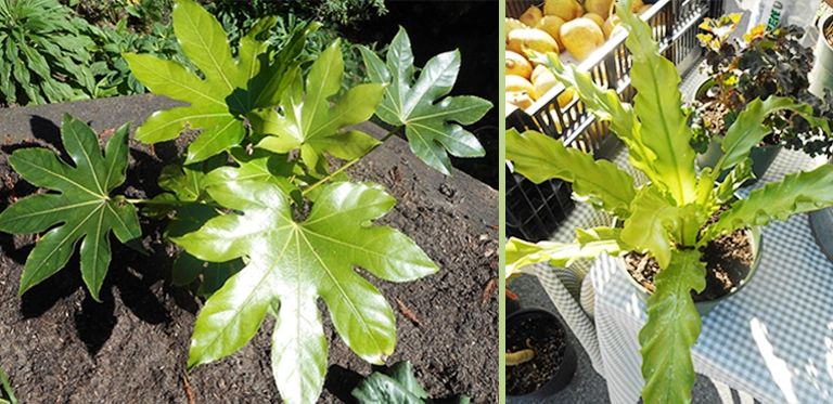 Fatsia & Fern Plants 2 plants