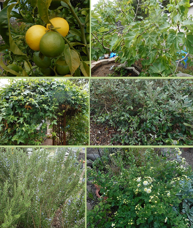 Linda's Garden Home garden plants