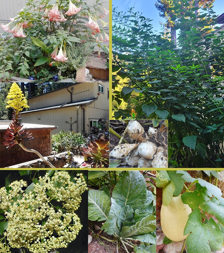 Paul's Garden Garden Plants/trees