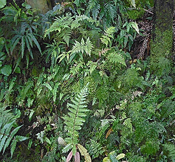 Ferns