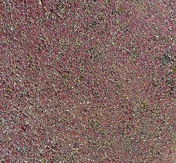 Mass of azollas